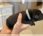 Small Photo #3 Cane Corso-Labrador Retriever Mix Puppy For Sale in ROSEVILLE, CA, USA