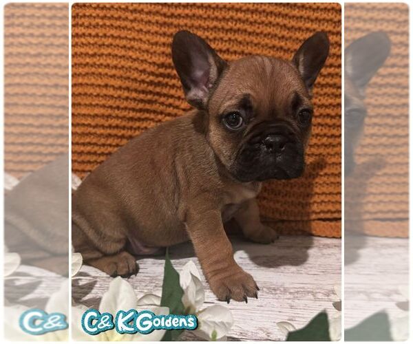 Medium Photo #4 French Bulldog Puppy For Sale in MOULTON, IA, USA
