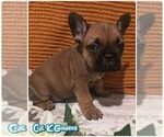 Small #3 French Bulldog