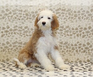 Miniature Bernedoodle Puppy for sale in DENVER, PA, USA