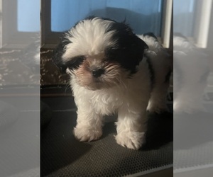 Shih Tzu Puppy for sale in SANGER, CA, USA
