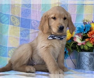 Golden Retriever Puppy for sale in LANCASTER, PA, USA