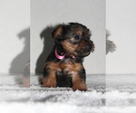 Small Photo #1 Yorkshire Terrier Puppy For Sale in FREDERICKSBG, OH, USA