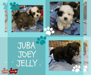 Shih Tzu-Unknown Mix Dogs for adoption in Lindsay, CA, USA