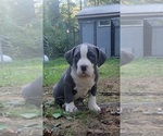 Small Photo #13 American Bully Puppy For Sale in MOTLEY, MN, USA
