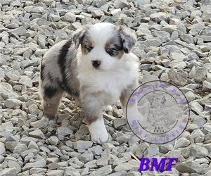 Miniature Australian Shepherd Puppy for sale in FAYETTE, MO, USA