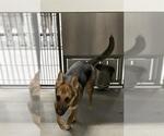 Small German Shepherd Dog Mix