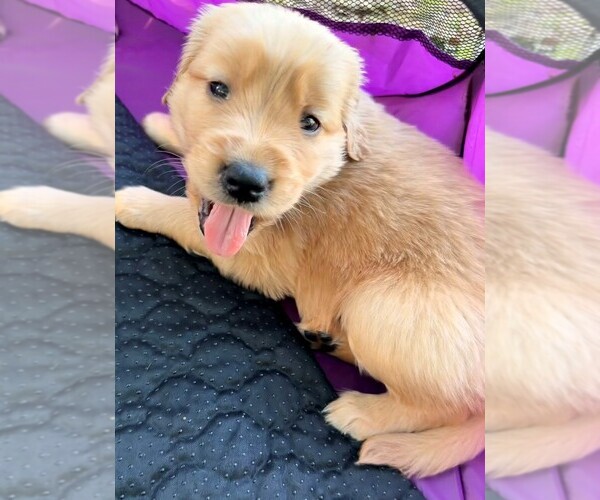 Medium Photo #4 Golden Retriever Puppy For Sale in GRIFFIN, GA, USA