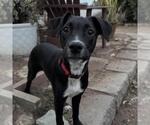 Small #8 Labrador Retriever Mix