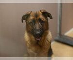 ZARA - Female German Shepherd Dog Dog for Adoption - Small photo