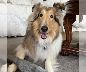 Collie Dogs for adoption in Dublin, OH, USA