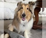 Small Collie