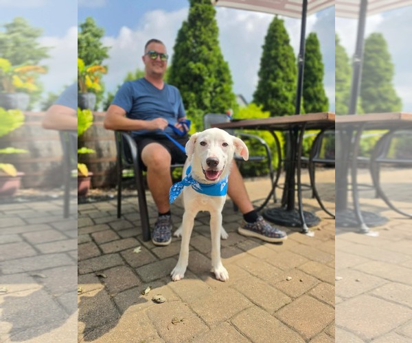 Medium Photo #6 Labrador Retriever-Unknown Mix Puppy For Sale in Germantown, OH, USA