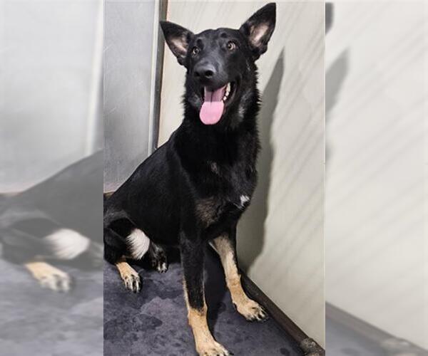Medium Photo #2 German Shepherd Dog Puppy For Sale in Bakersfield, CA, USA