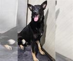 Small #1 German Shepherd Dog
