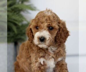 Goldendoodle (Miniature) Puppy for sale in LANCASTER, PA, USA