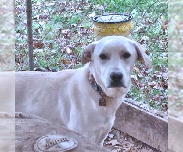 Medium Photo #1 Golden Shepherd Puppy For Sale in Rutherfordton, NC, USA