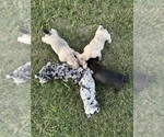 Puppy Marble French Bulldog