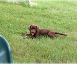 Small #2 Labrador Retriever