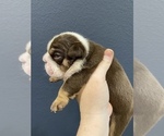 Small Photo #3 English Bulldog Puppy For Sale in KATY, TX, USA