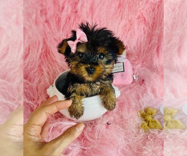 Medium Photo #11 Yorkshire Terrier Puppy For Sale in BOSTON, MA, USA