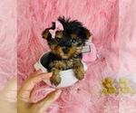 Small #10 Yorkshire Terrier