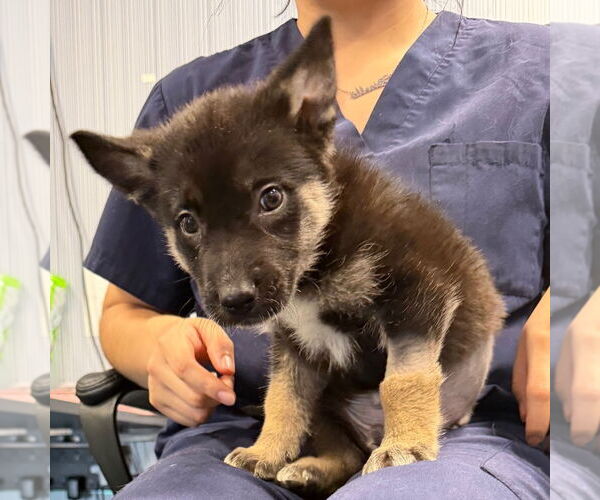 Medium Photo #1 German Shepherd Dog-Unknown Mix Puppy For Sale in Chico, CA, USA