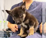 Small German Shepherd Dog Mix