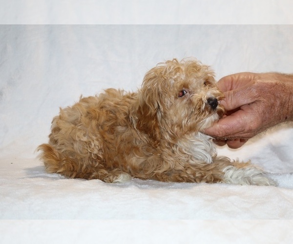 Medium Photo #8 Cockapoo (Miniature) Puppy For Sale in DYERSBURG, TN, USA