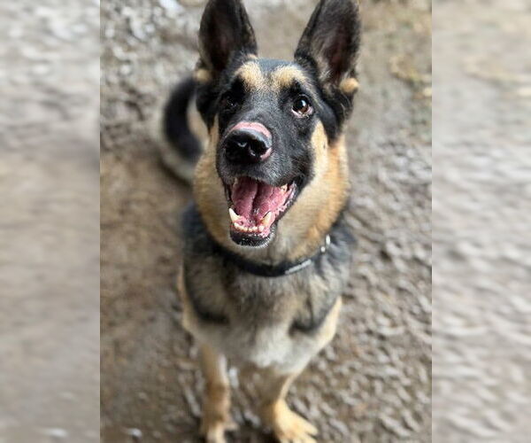 Medium Photo #2 German Shepherd Dog-Unknown Mix Puppy For Sale in Riverside, CA, USA