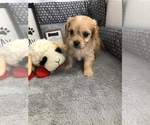 Small Photo #15 Cavachon Puppy For Sale in SILEX, MO, USA