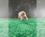 Small Photo #96 Boston Terrier Puppy For Sale in TULARE, CA, USA