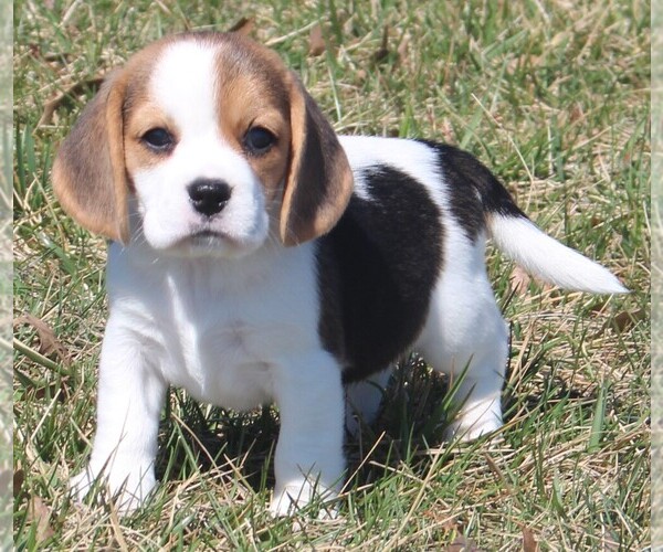 Medium Photo #5 Beagle Puppy For Sale in MORRILL, KS, USA
