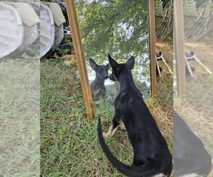German Shepherd Dog Puppy for sale in FORT WORTH, TX, USA