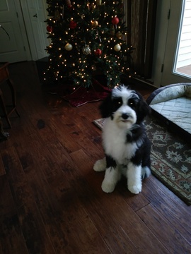 Medium Photo #1 Sheepadoodle Puppy For Sale in HILLTOWN, PA, USA