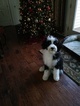 Small Photo #1 Sheepadoodle Puppy For Sale in HILLTOWN, PA, USA
