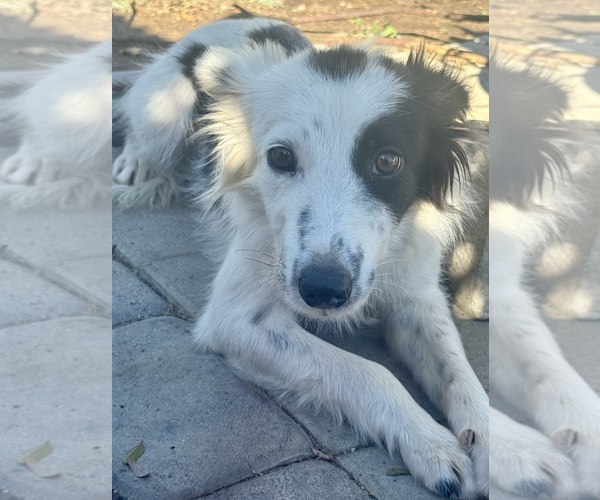 Medium Photo #3 Border Collie-Unknown Mix Puppy For Sale in Newport Beach, CA, USA