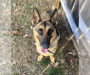 German Shepherd Dog-Unknown Mix Dogs for adoption in Hinton, WV, USA