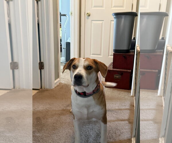 Medium Photo #4 American Staffordshire Terrier-Labrador Retriever Mix Puppy For Sale in Holly Springs, NC, USA