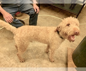 Father of the Labradoodle puppies born on 11/25/2019