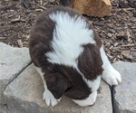 Small Photo #26 Border Collie Puppy For Sale in HARRISON, ID, USA