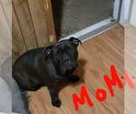 Small Photo #1 Olde English Bulldogge Puppy For Sale in CLEVELAND, TN, USA