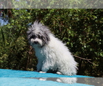 Small #16 Poodle (Toy)