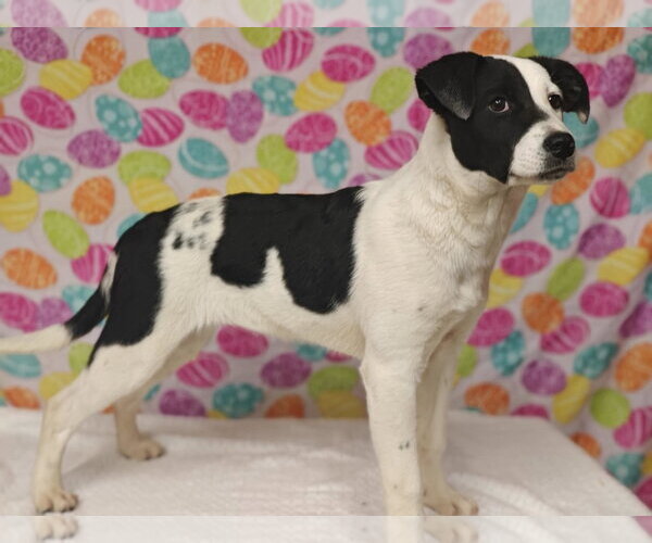 Medium Photo #3 Australian Shepherd-Unknown Mix Puppy For Sale in Royal Palm Beach, FL, USA