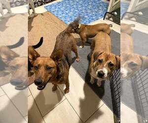 Noel - Female Mutt Dog for Adoption - Photo #3