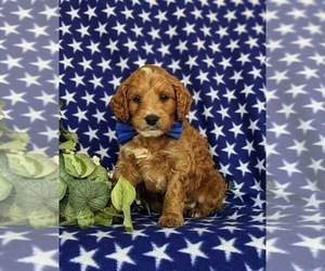 Miniature Labradoodle Puppy for sale in QUARRYVILLE, PA, USA