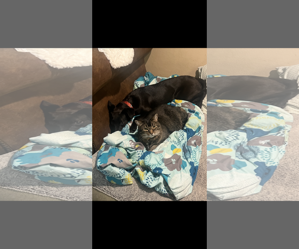 Medium Photo #2 American Staffordshire Terrier-English Shepherd Mix Puppy For Sale in Coralville, IA, USA