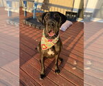 Small #4 Great Dane Mix