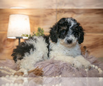 Small Poodle (Miniature)
