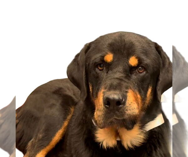 Medium Photo #2 Rottweiler Puppy For Sale in Gilbert, AZ, USA